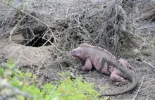 Ciekawostki o Zwierzętach: Nowy gatunek: różowa iguana!
