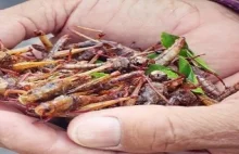 UE zachęca Polaków do spożywania mięsa robaków i owadów