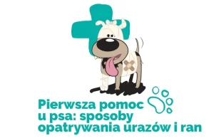 Pierwsza pomoc u psa: techniki opatrywania ran [INFOGRAFIKA]