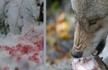 BIESZCZADY: Wilki pożerają psy. Co będzie jak zabraknie im psiego mięsa?...