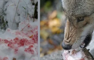 BIESZCZADY: Wilki pożerają psy. Co będzie jak zabraknie im psiego mięsa?...