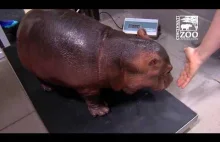 Mały hipopotam Fiona