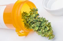 Niemiecka firma będzie dostarczać medyczną marihuanę do Polski