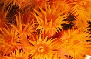 Król Karol kupił królowej Karolinie korale koloru koralowego :)))