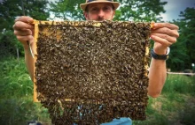 Polacy wymyślili lek, który uratuje pszczoły