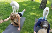 Nowy trend rodem ze Szwecji: kozia joga