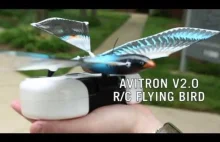 Zdalnie sterowany bioniczny ptak naśladujący naturalne ruchy lotu