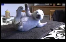 Siku, the adorable Danish polar bear