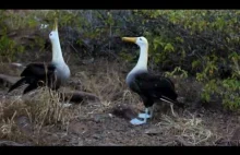 Niezwykły taniec godowy albatrosów!