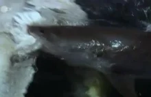 Płetwal błękitny zjadany żywcem
