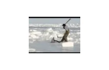 Mordowanie fok w kanadzie, mimo zakazów