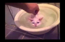 Kot nie chce wyjść z gorącej kąpieli :)