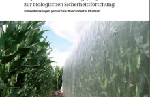 „Rośliny genetycznie modyfikowane są bezpieczne dla środowiska” - wyniki badań