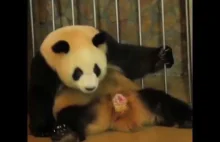 Jak wygląda poród pandy