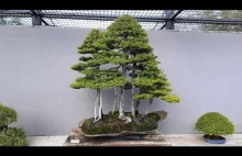 Las Bonsai