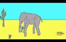 Najbardziej realistyczny słoń stworzony przez cywilizację białego człowieka