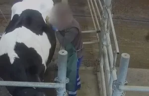 Afera "dziurawych krów" we Francji