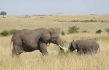 Za 20 lat wyginą słonie