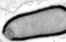 Do życia powrócił wirus, który przetrwał zamrożony przez prawie 30 tys. lat.
