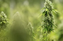 Raport naukowy potwierdzajcy korzysci zdrowotne wynikajace z marihuany [ENG]