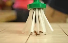 Wreszcie jest idealny sposób na pozbycie się pająków z mieszkania
