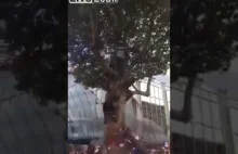 A we Francji... skok z drzewa.