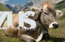 Święte krowy ZUS-u - Najwyższy Czas! online