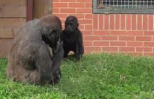 Older Sibling Tries To Harass Baby Gorilla, Gets A Taste Of His Own...