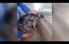 Pies z traumą po przemocy przytulany pierwszy raz