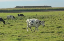 UE nałożyła na Polskę karę Za nadprodukcję mleka rolnicy zapłacą 600 milionów zł