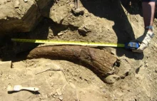 Odkryty róg Triceratopsa wstępnie datowany na 33,5 tys. lat.[ENG]