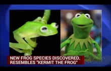 Kermit Odnaleziony w Kostaryce.