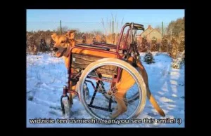 Wózek inwalidzki dla psa