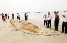 Dziwną rybę odnaleziono na plaży w Chinach