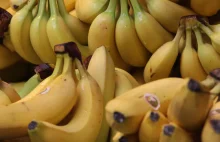 Kokaina znaleziona w bananach