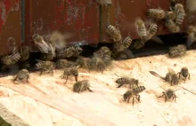 Pszczoły masowo giną przez człowieka. Wszystko przez chemikalia