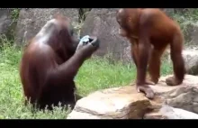 Funny Videos Of Funny Animals Compilation funny video - funny fails