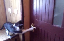 Koty zdają sobie sprawę, że drzwi są otwarte i rozpoczynają inwazję