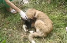 Cztery szczeniaki porzucone w lesie. "Ktoś mógł je wcześniej otruć"