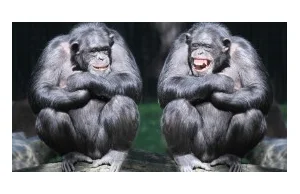 Jak komunikują się małpy?