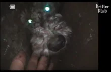 Akcja ratownicza psa, który utknął w skalnej szczelinie