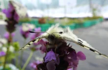 Jagniątków: Udało się rozmnożyć motyle,których w Sudetach nie ma już od 200 lat