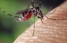 Badacze wypuszczą 20 milionów zmodyfikowanych komarów.