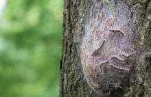 Groźne gąsienice atakują Holandię