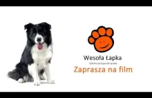 Webinar nt. fobii dźwiękowej u psów. Polecam właścicielom psów,szczególnie teraz