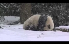 Turlająca się z ośnieżonego stoku panda