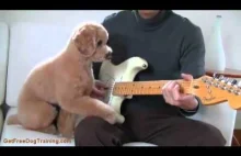 Amazing Dog Training Video - Dog Playing Guitar