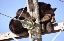 Baribal (taki niedźwiedź z USA), który chciał sobie pospać na słupie od prądu.