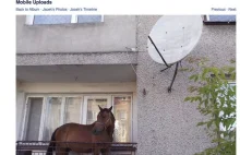 Koń na balkonie. Mieszkaniec Grajewa zaskoczył sąsiadów z bloku