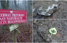 Puszcza Białowieska: koleiny po harvesterach zasypywane gruzem ze śmieciami